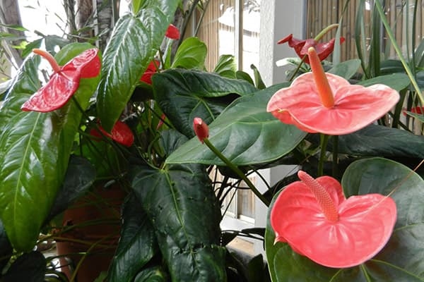 Ziedošs Anthurium