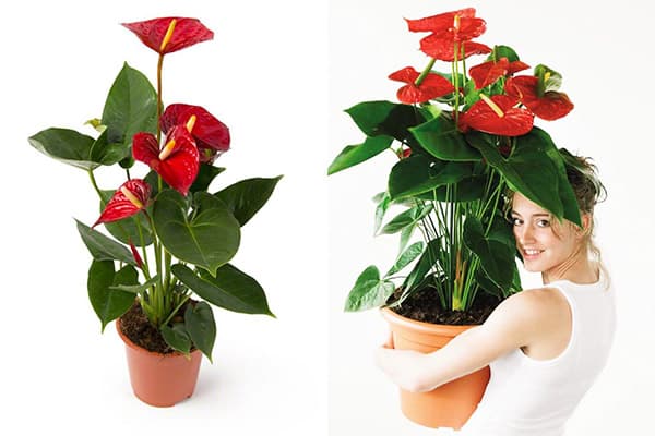 Sieviete ar anthurium