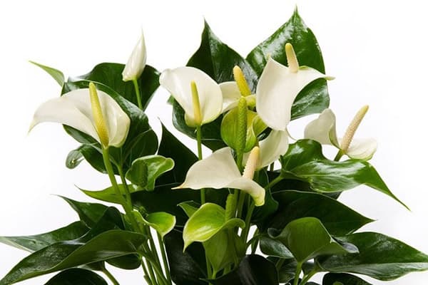 Baltais Anthurium