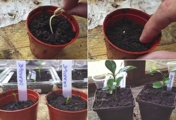 Planting a sprouted bone