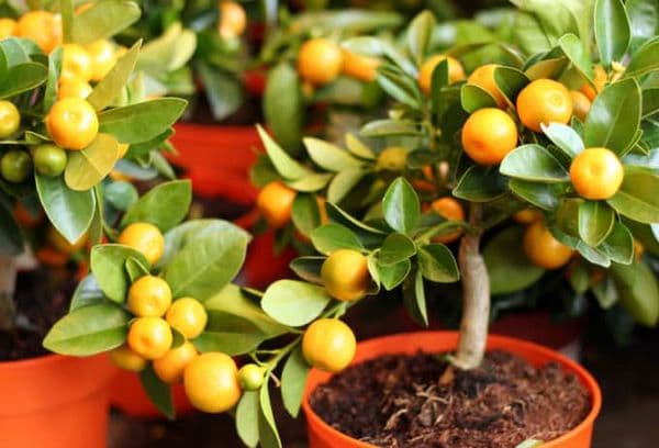 Orange tree