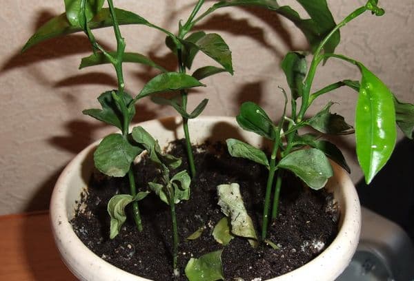 Sprouts of orange in a pot