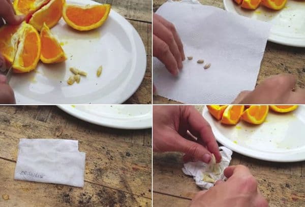 Germination of Orange Bone