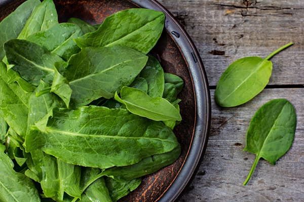 Fresh sorrel
