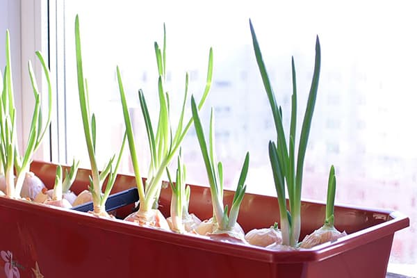 Sprouted onions on the windowsill