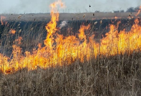 Flame of fire in the field