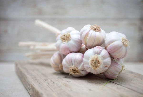 fresh garlic