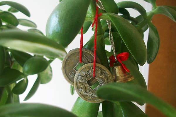 Decorative coins on a fatty