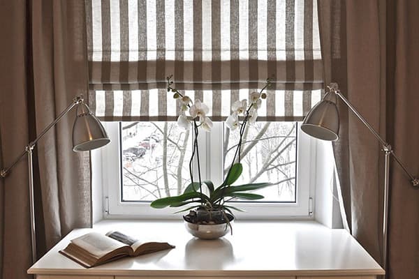 Blooming orchid by the window