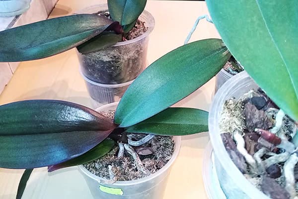 Orchids with a lack of light