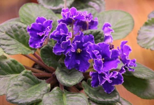 Home violets
