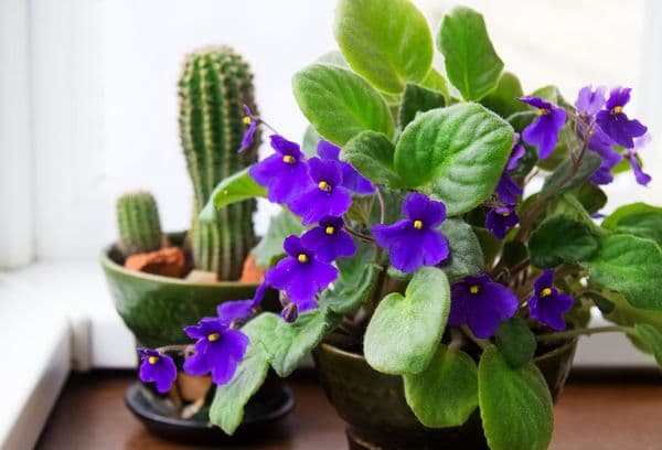 Violet and cactus