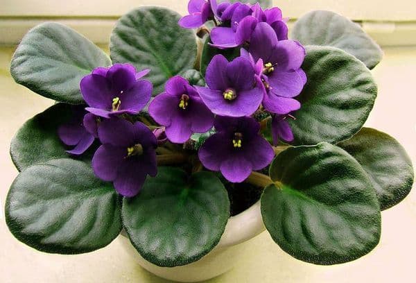 Violet flowers