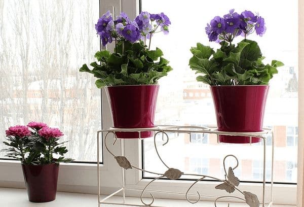 Flowers in the kitchen