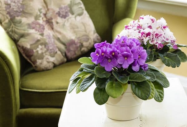 Pot with violet