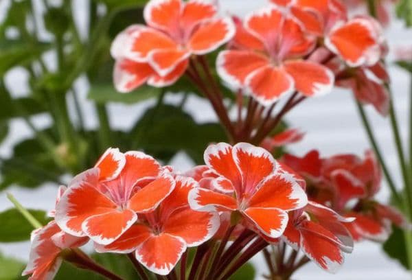 Geranium flowers