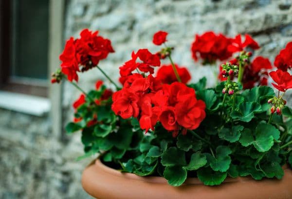 Red pelargonium