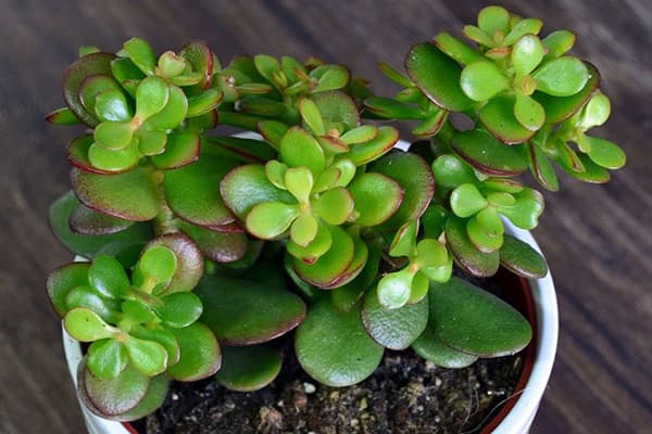 Fat girl with young shoots