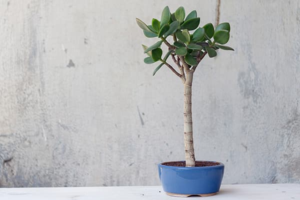Money tree with a high trunk