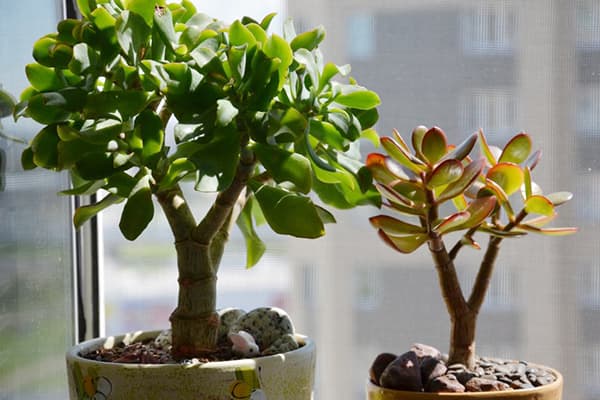 Two types of Crassula on the windowsill