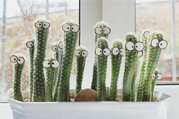 Cacti on the windowsill