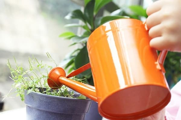 Watering indoor plants