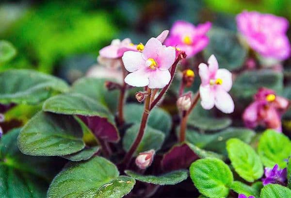 Violets