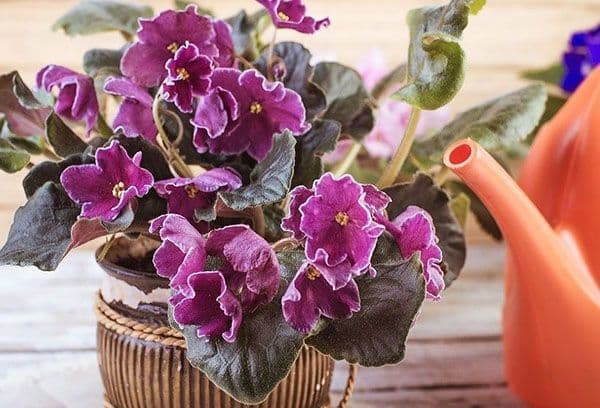 Violets home