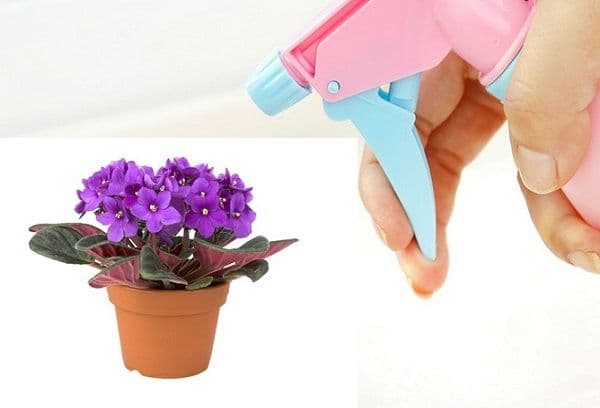 Watering violets