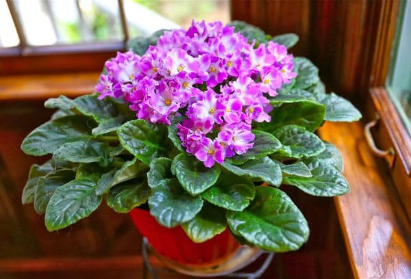 Violet flowers