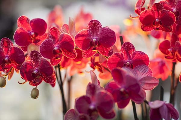 Orchid bloom