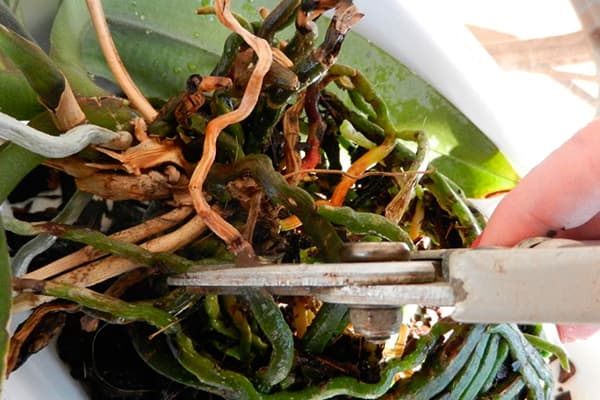 Pruning Damaged Orchid Roots