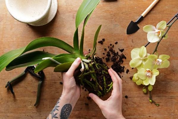 Orchid transplant