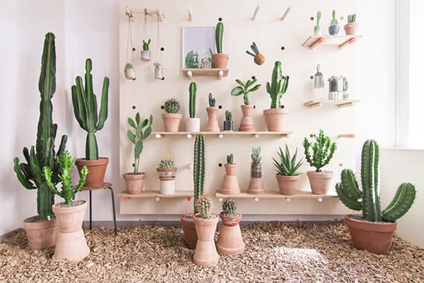 Cacti in the apartment