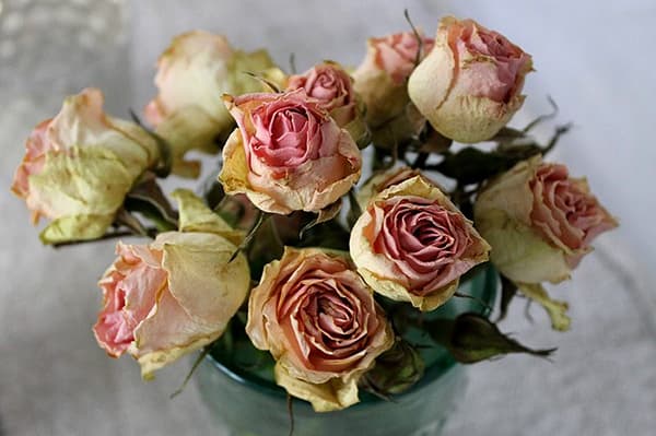 Dried roses