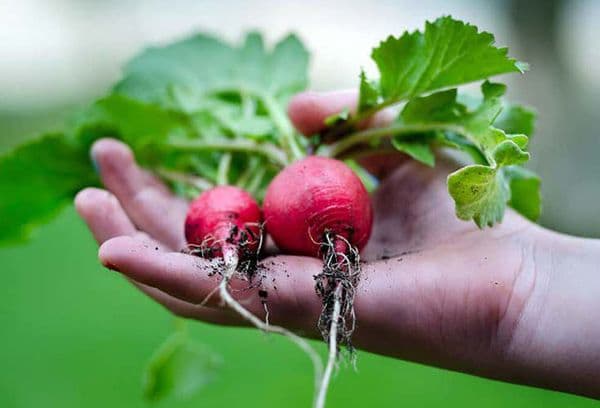 Radish in hand