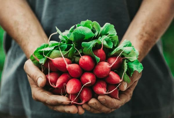 Bunch of radishes