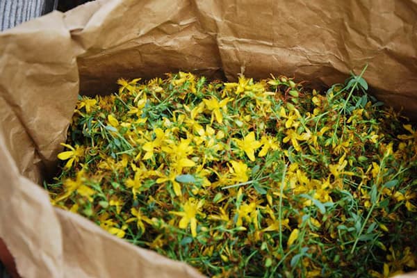 Hypericum flowers