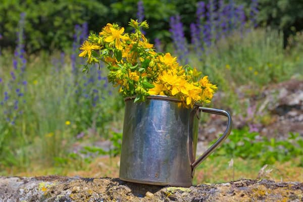 Fresh hypericum flowers
