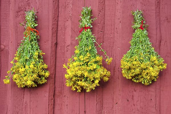 Hypericum drying