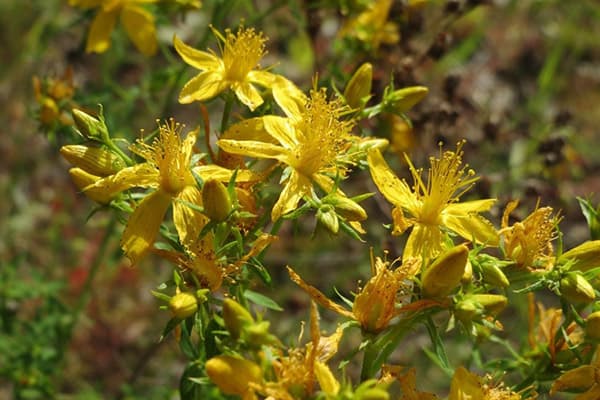 Blooming hypericum