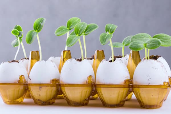 Seedling in an egg tray