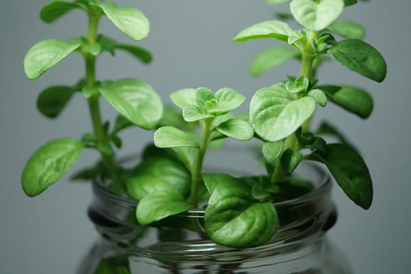 Greens in a glass jar