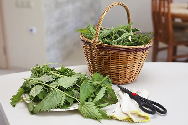 Stinging nettle for soup