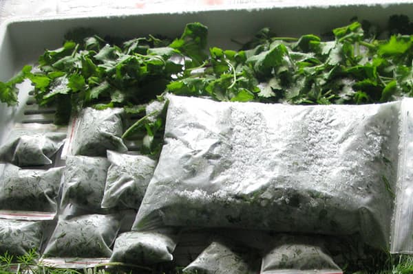 Harvesting greens for freezing