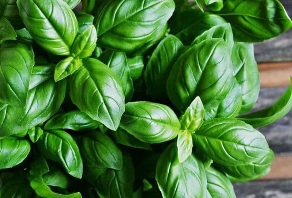 Fresh basil