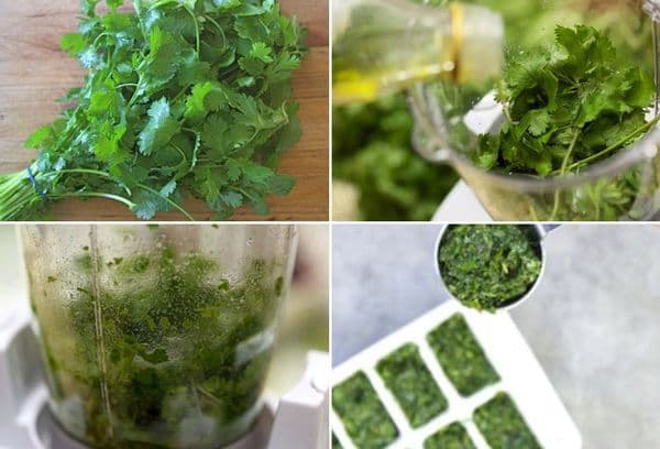 Cilantro sasaldēšana ar eļļu
