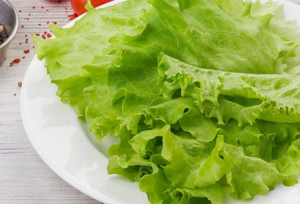 Fresh lettuce leaves