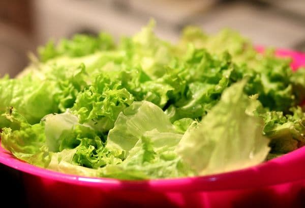 Washed Green Leaf Salad