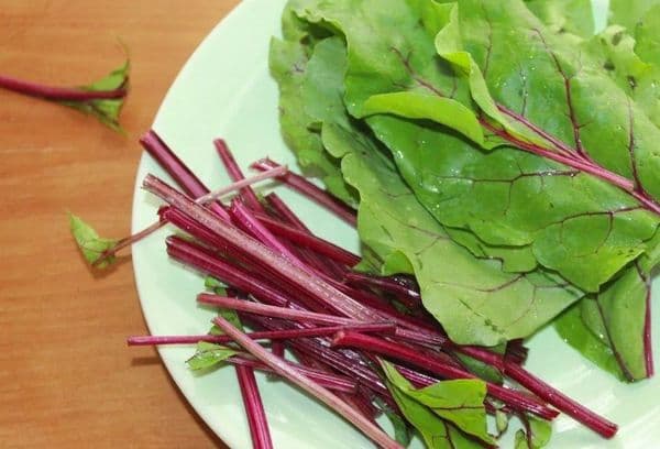 young beet stalks